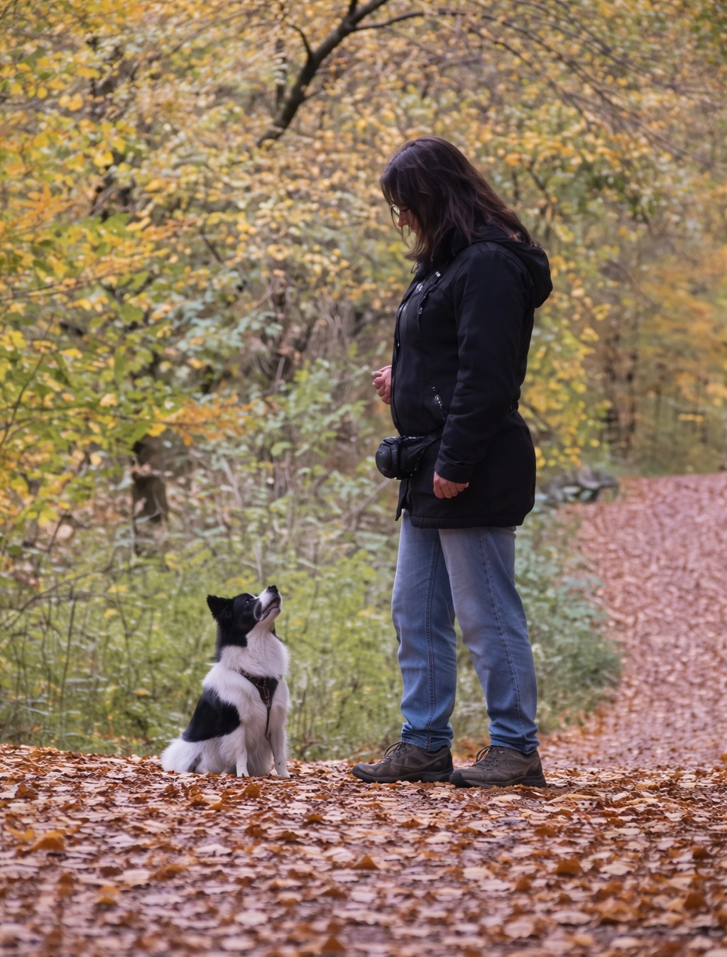 Einzeltraining Hundeschule