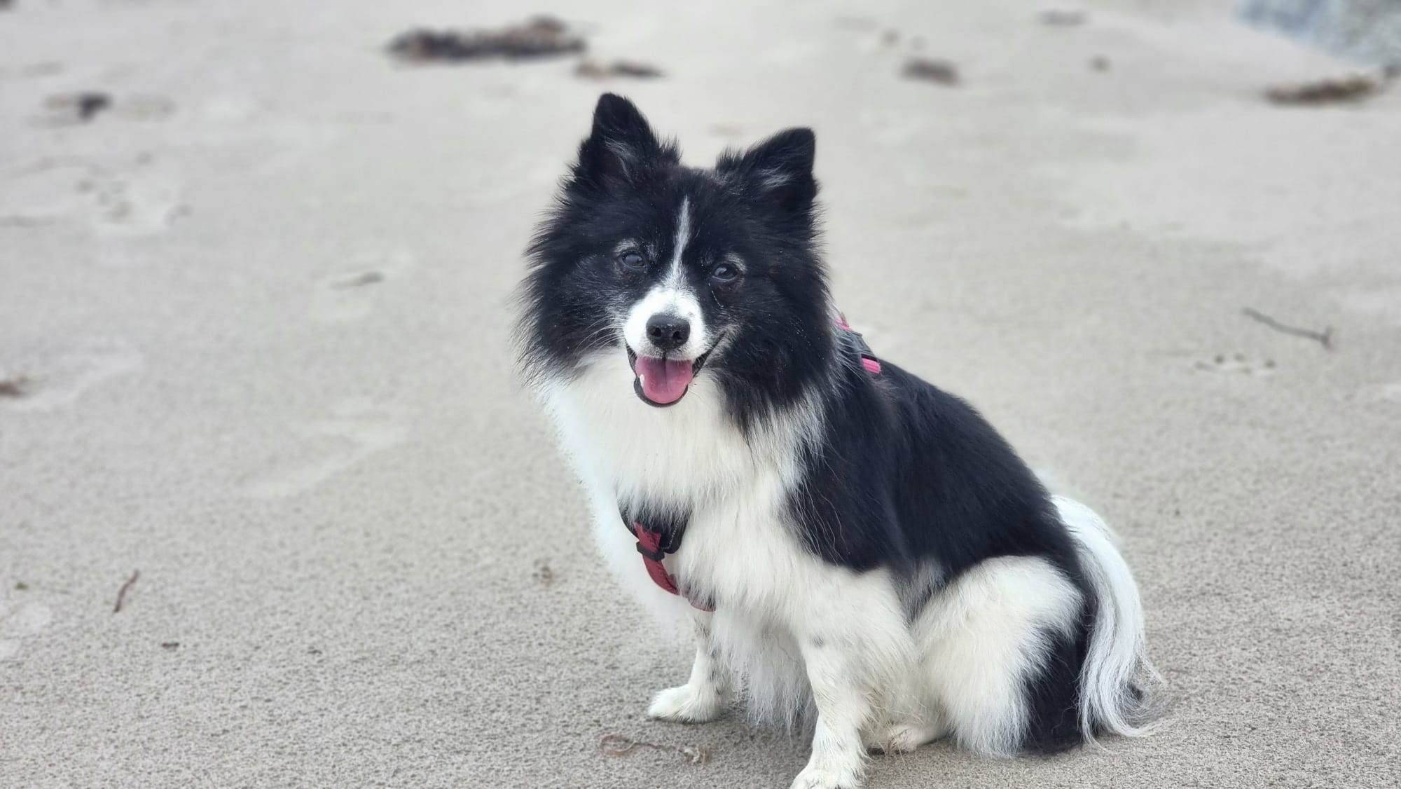 Nala